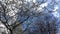 Motion of blowing tree leaf against blue cloudy sky