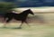 Motion blur on a brown horse