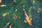Motion blur of colorful carp fish or koi fish in a garden pond in Thailand, Abstract top view of colorful fancy carp fish