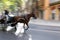 Motion blur horse carriage