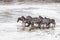 Motion blur image of zebras crossing the Mara River