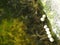 Motion blur of plenty of small tropical fish in an aquarium pond