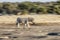 Motion blur of a zebra