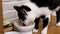 Motion of domestic cat eating food on floor