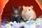 Motion of funny guinea pigs with cute poses