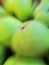 Motion and lens blur of bright green apples. Closeup of a bunch of vibrant, fresh and juicy fruit harvested from an