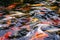 Motion of Perky carp fish in a pond swimming.