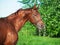 Motion portrait of chestnut Trakehner stallion