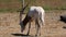 Motion of scimitar horned oryx eating food