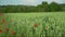 In-motion view of poppies and rye flowers near a farmland field