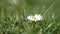 Motion of wind blowing wild chrysanthemum on blur green grass background