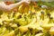 Motion of woman`s hand picking bananas inside superstore