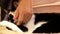 Motion of woman`s hand touching domestic cat on the floor