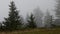 Motionless Forest Enveloped in the Silent Mountain Fog