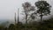 Motionless Forest Trees Enveloped in the Silent Mountain Fog