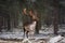 Motionless Gorgeous Fallow Deer Buck In Winter Forest. Adult Deer With Huge Horns Looks To The Right. Winter Wildlife Landscape W