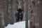 Motionless Great Wild Brown Bison Wisent In Winter Forest. European Aurochs Bison, Bison Bonasus Standing Among The Trees. B