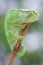 Motionless green chameleon