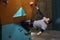 Motivated rock-climber with physical disability training at artificial climbing walls