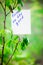 Motivating phrase focus on the good. On a green background on a branch is a white paper with a motivating phrase.