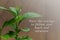 Motivational and inspirational quote on blurred wooden background of green plant