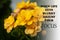 Motivational and inspirational quote - When life gets blurry adjust your focus. Yellow flower and blurred background.