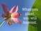 Motivational quote and life inspirational - What you plant, you will harvest. With pink lotus flower and green leaf on blue sky