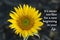 Motivational quote - It is never too late for a new beginning in your life. Hope inspirational words concept with sunflower plant