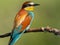 Motley beautiful European bee-eater sits on a tree branch