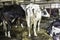 The motley, black-and-white cows stand and lie on the floor in the cowshed.