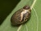 Motley brown snail on a leaf