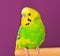 Motley budgerig parrot closeup perched on a stand