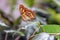 Motley butterfly on a orchid leaf. Close-up