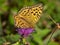 Motley butterfly a perlamutrovka