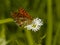 The motley butterfly on a white flower