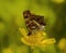 The motley butterfly on a yellow flower