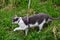 motley cat walks on the grass on a leash