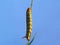 Motley caterpillar on a stalk