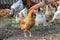 Motley chickens grazing in the farmyard yard