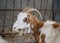 Motley goat, animal portrait in the backyard with metal fence behind