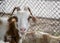 Motley goat looking at the camera, animal portrait in the backyard with metal fence behind