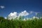 Motley grass and sky