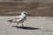 A motley gull walks along an asphalt road next to a puddle