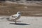 A motley gull walks along an asphalt road next to a puddle