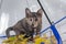 Motley kitten with yellow autumn leaves under a transparent umbrella with a blue handle