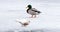 Motley pigeon or white dove with red stain looking for meal on the snow. Duck male on blurred backgroung.