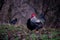 A motley rooster sitting with hens in the garden nibbling green grass. chickens at the farm in the nature at the village