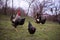 A motley rooster sitting with hens in the garden nibbling green grass. chickens at the farm in the nature at the village