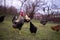 A motley rooster sitting with hens in the garden nibbling green grass. chickens at the farm in the nature at the village