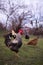 A motley rooster sitting with hens in the garden nibbling green grass. chickens at the farm in the nature at the village
